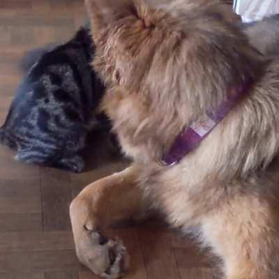 My dog meeting her kitten brother for the first time. 