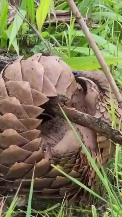 Pangolin In The Wild