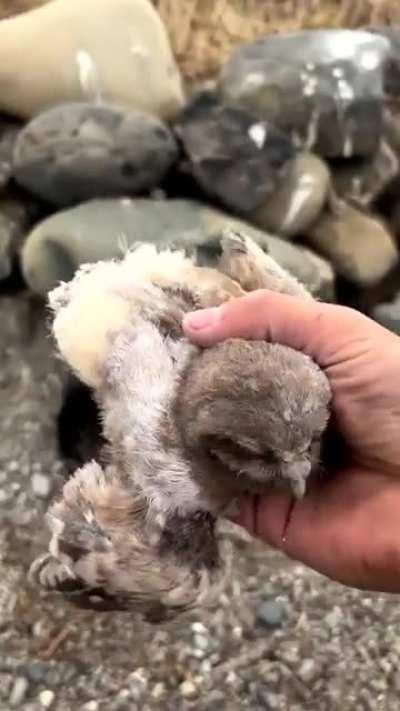 Wildlife conservationist placing baby burrowing owls back in their burrow.