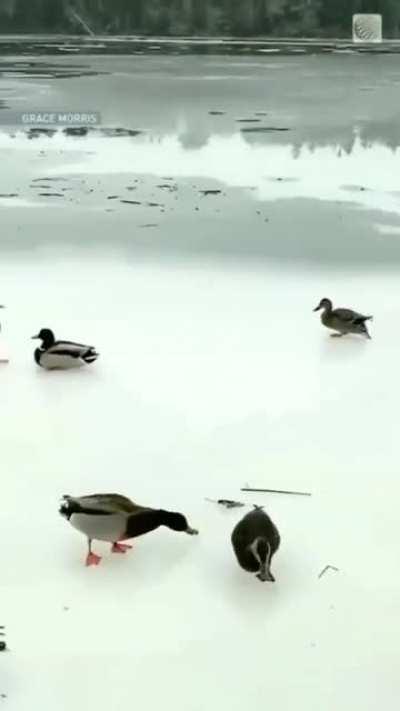 Gold medal- worthy duck curling