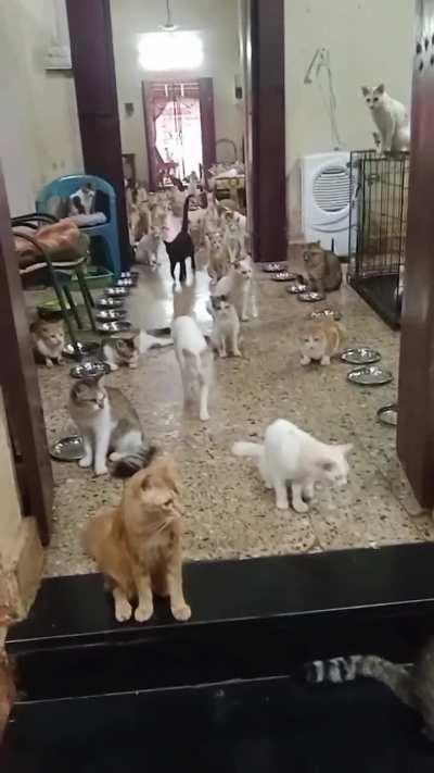 Zyada kuch nahi, it's a Cat hostel