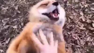 If you’ve never heard a fox laugh, you’re welcome!