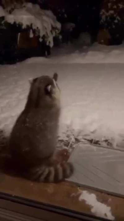 Here's a racoon catching snowflakes