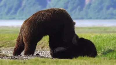 Photographers capture an intense fight between two ferocious bears