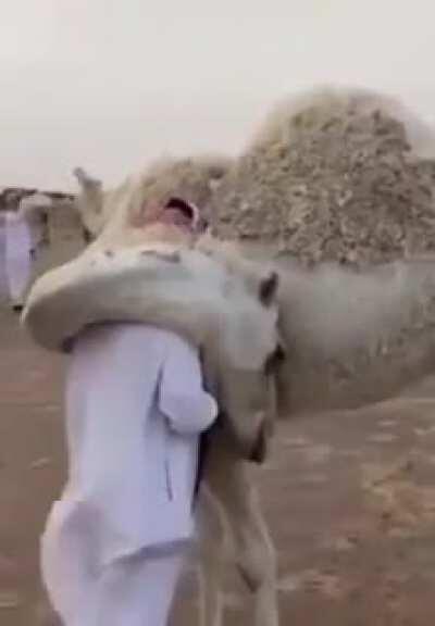 A camel greeting his herder who was absent for a few days.