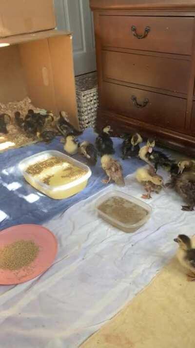 23 muscovy ducklings preening after their bath