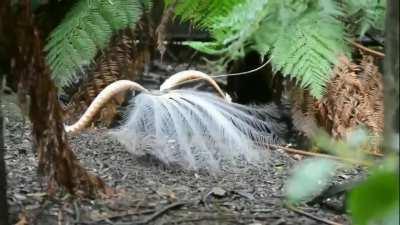 A lyrebird is a species of ground-dwelling Australian birds. They are notable for their ability to mimic natural and artificial sounds from their environment, and the striking beauty of the male bird's huge tail