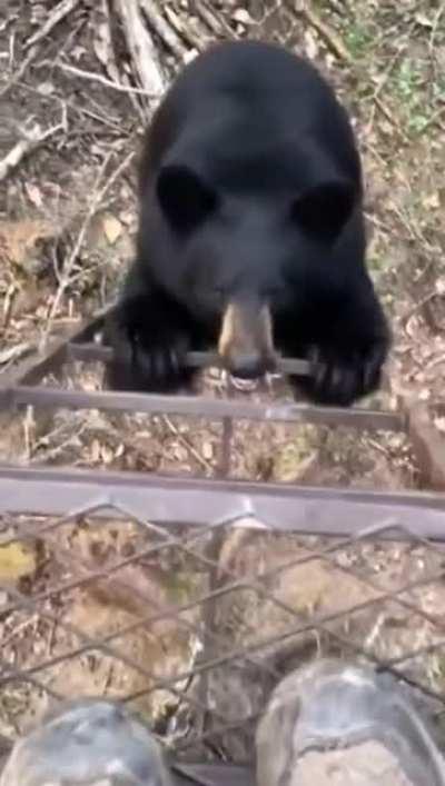 Big boye just wants to hang out withe humans.