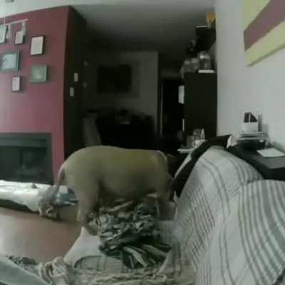 Surveillance camera catching a dog taking their owner's shoe when they are not in the house and sleeping besides it.