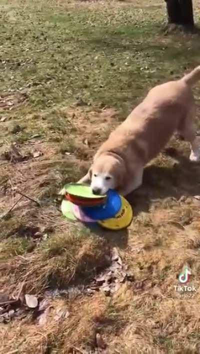 Good pupper always gets the Frisbees.