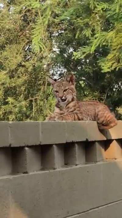 My dad sent me this video of a baby bobcat in his backyard.