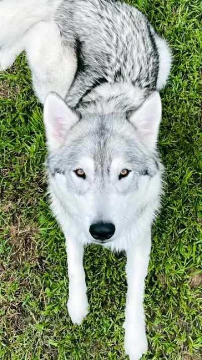 📸 IG: @canyonthewolfdog - My best friend is a super model and he knows it!