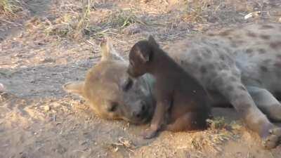 Mama Hyena