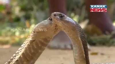 Lovestruck Cobras too busy courting to care that they have been captured.