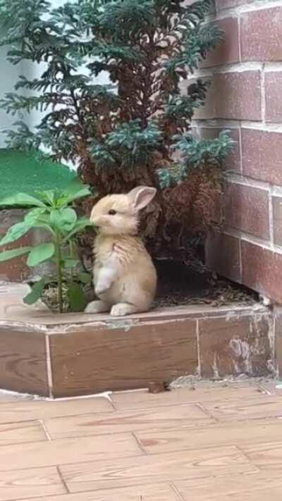 A little bunny enjoying its snack