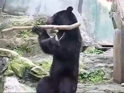 Who taught this bear kung-fu