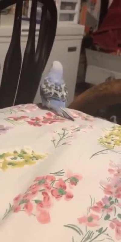 Birb.exe has stopped responding