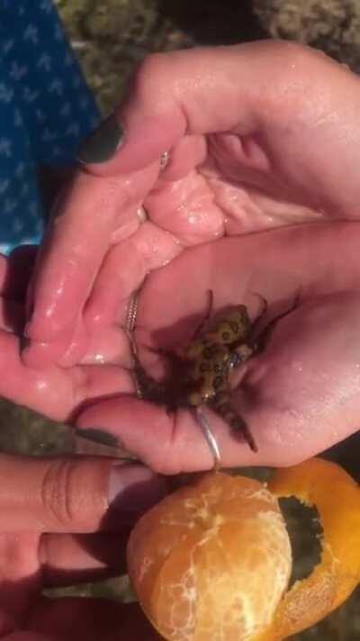 Tourist unwittingly takes photos holding a tiny deadly octopus