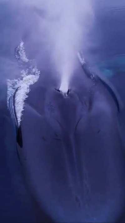 The largest animal ever to have existed on earth, the Blue Whale, taking a quick breath of air