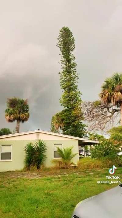 Neighbor films the exact moment lightning strikes a tree