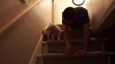 Stairs can be scary... until daddy teaches you!