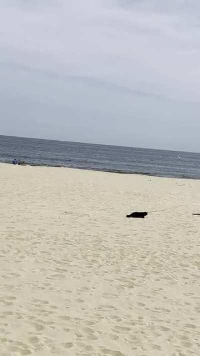 Man attempts walking cat on the beach