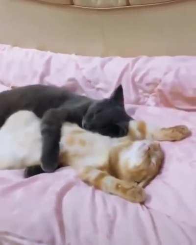 Cuddle buddies