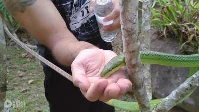 A red-tailed racer drinking water from a hiker's hand - a severe drought in Thailand drove a lot of snakes out from their holes forcing them to search for food and water, and this snake readily accepted a drink. It is a non-venomous snake.