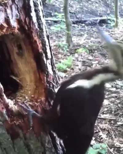 🔥 Woodpeckers are some of the most hardworking birds