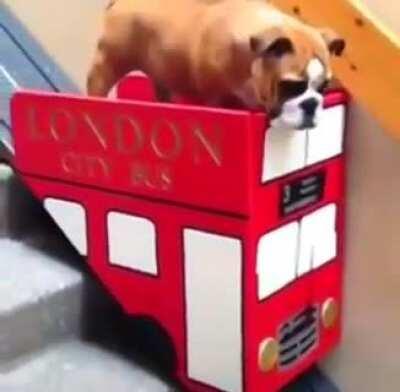 Owner installs a lift for her dog with bad leg