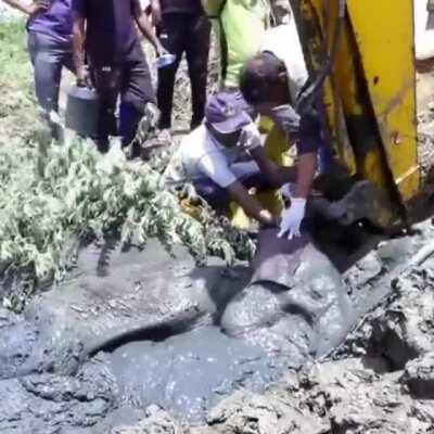 🔥 Saving an elephant buried in mud