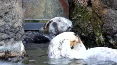 Cute Otters Bathing