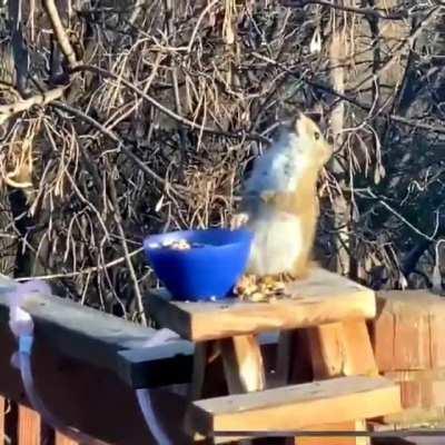 Squirrel getting drunk on fermented pears