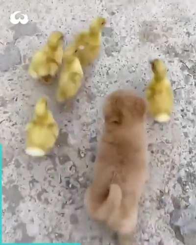 Ducks and Woof