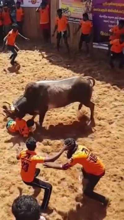 WCGW Messing around with an angry bull