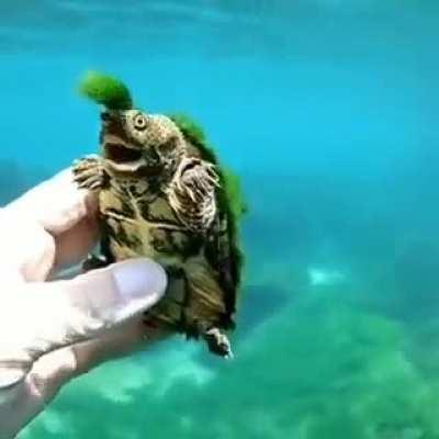 Turtle with an algae Mohawk, looking very cool