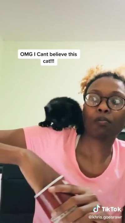 hungry cat