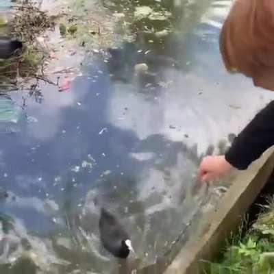 Helping a Eurasian Coot build a nest