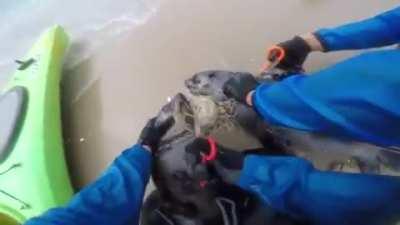 Kayakers rescue two tied together seals.