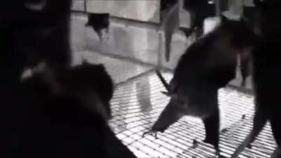 Bats filmed upside-down with some music in the background.