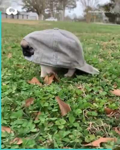 What kind of turtle is this?