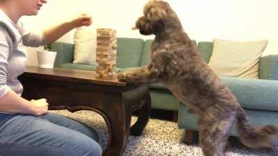 During lockdown I taught my pup Jenga and he’s starting to get pretty good!