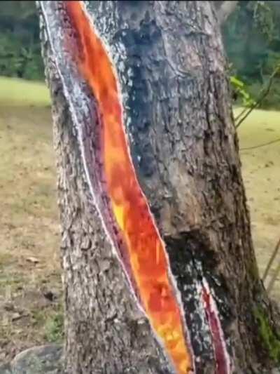 🔥 Effects of a lightning strike