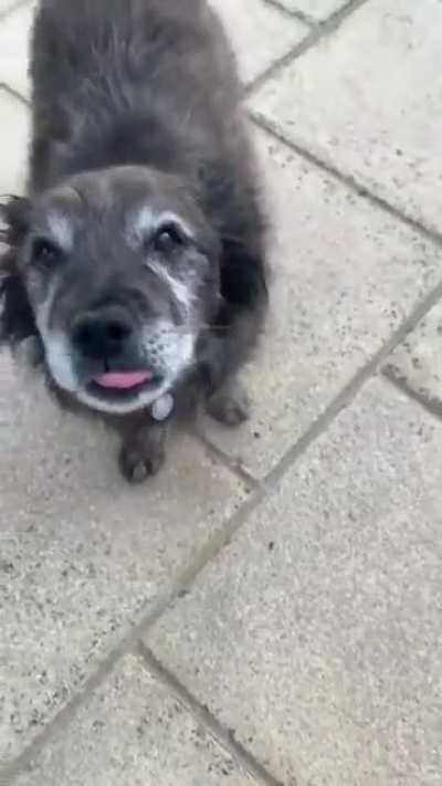 This adorable old boy