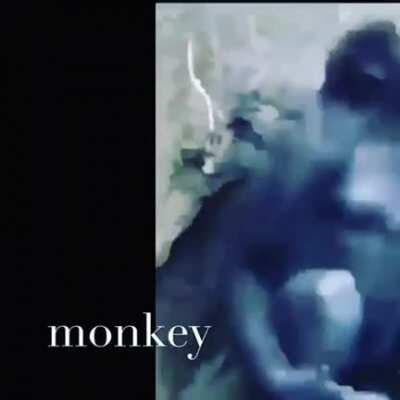 monke