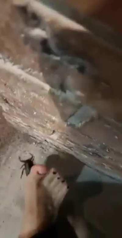 Cockroach with stinky feet.