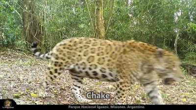 Hermoso michi posó para la cámara en el Parque Nacional Iguazú