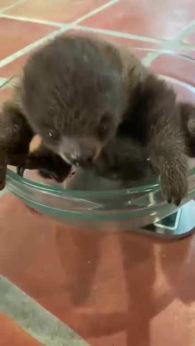 Sloth baby in a bowl