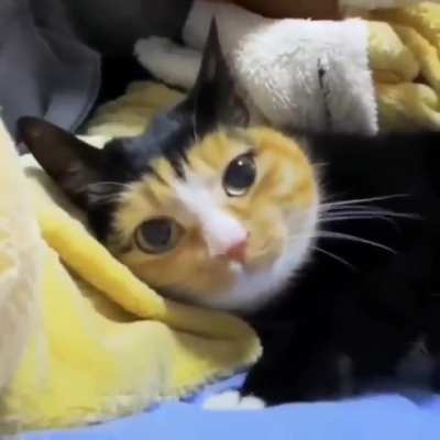 holdmycatnip