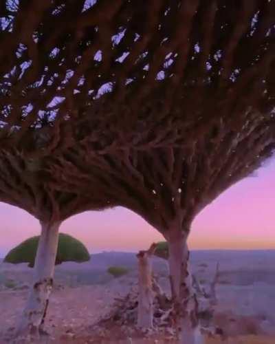 🔥 Dragon Tree, an endemic flora in Socotra Island